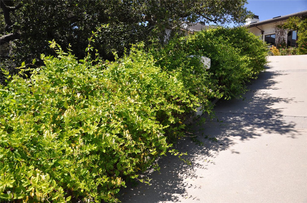 Packed Shrubs Along Driveway