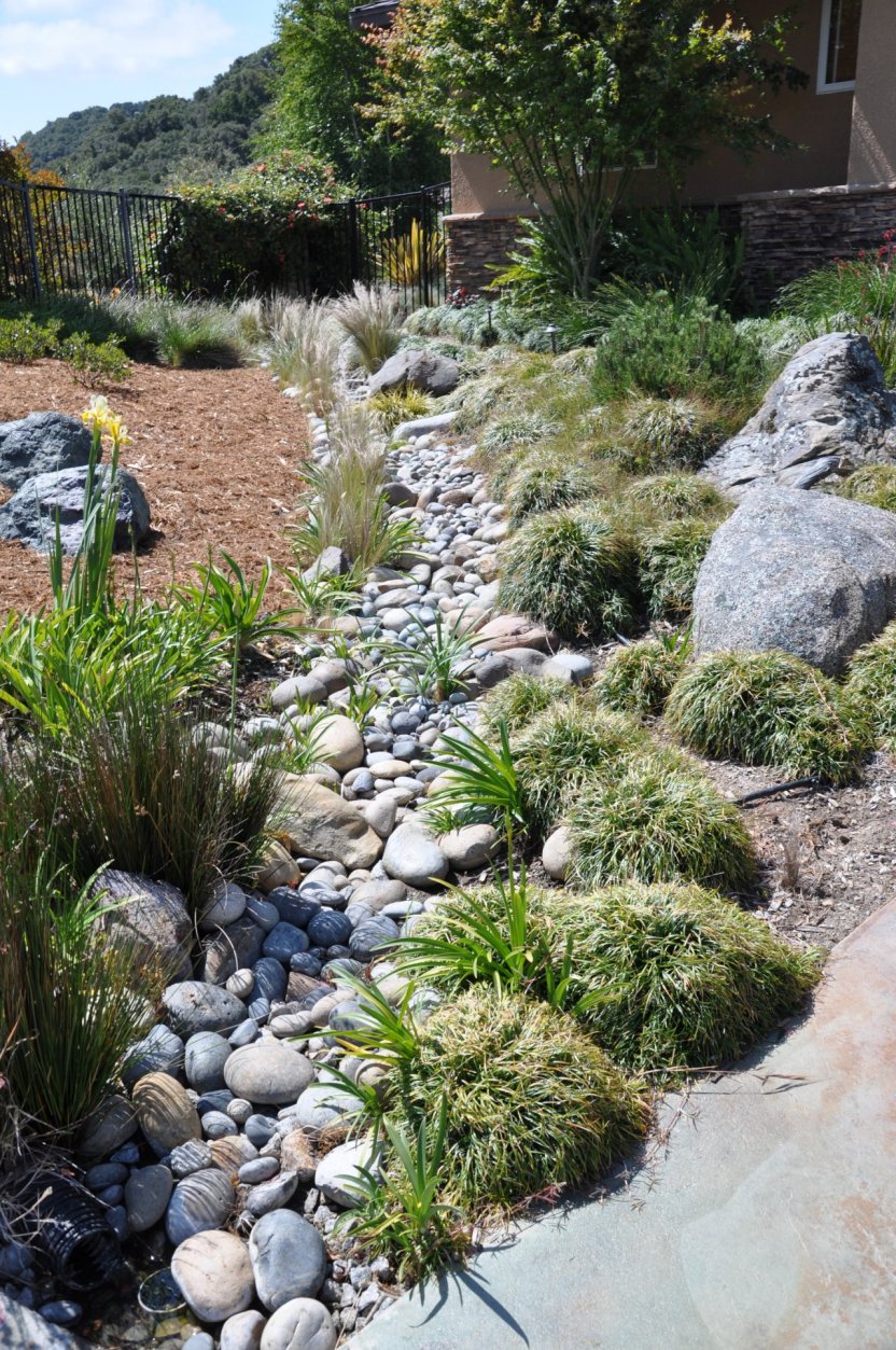 Grasses in Dry Creek Bed