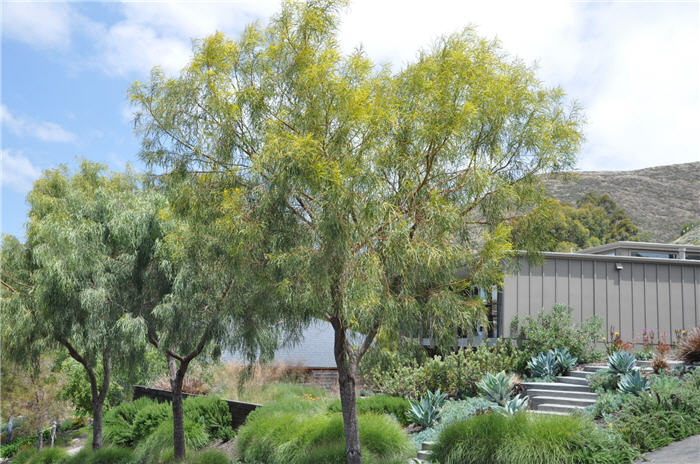 Plant photo of: Acacia stenophylla