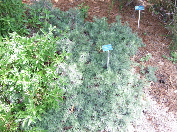 Plant photo of: Artemisia californica