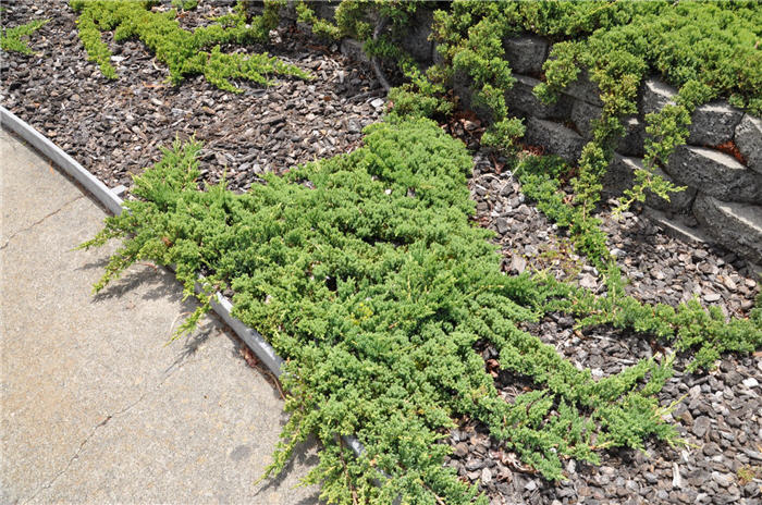 Plant photo of: Juniperus procumbens 'Nana'