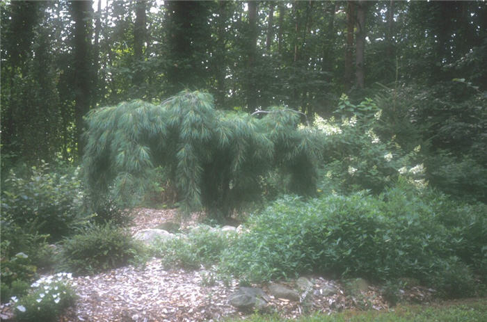 Plant photo of: Pinus strobus 'Nana Pendula'