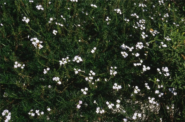 Plant photo of: Verbena peruviana 'White'