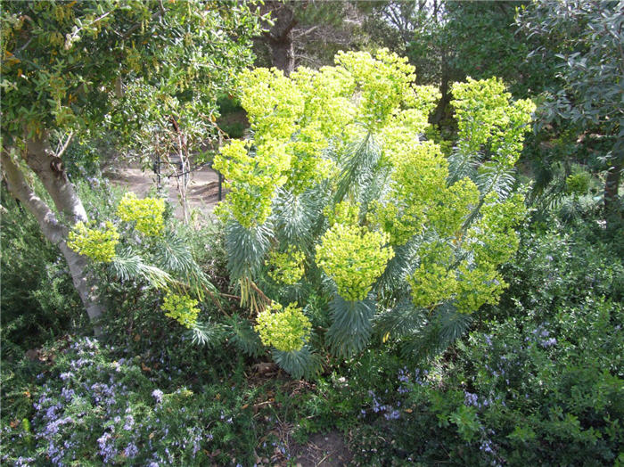 Plant photo of: Euphorbia characias