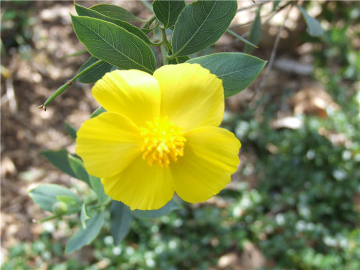 Plant photo of: Dendromecon rigida