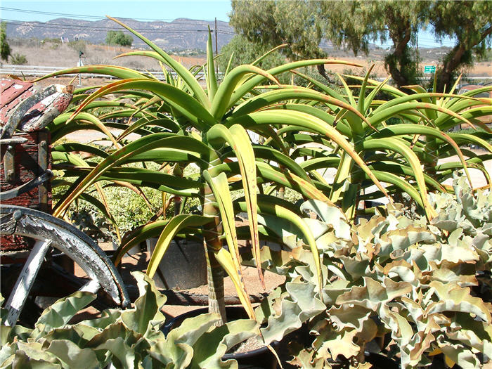 Plant photo of: Aloe barberae