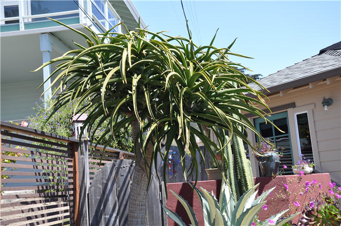 Plant photo of: Aloe barberae