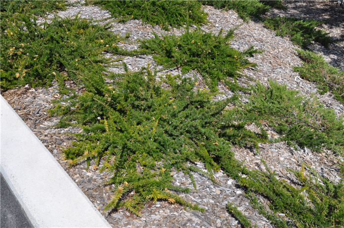 Plant photo of: Myoporum parvifolium