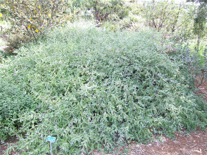 Plant photo of: Salvia leucophylla