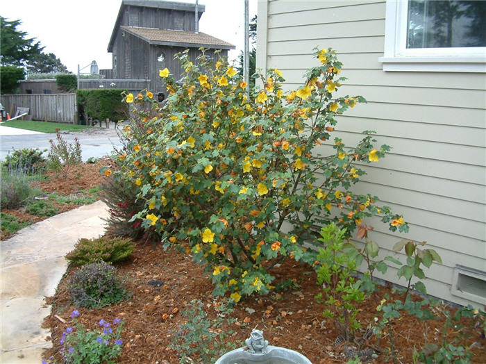 Plant photo of: Fremontodendron 'California Glory'