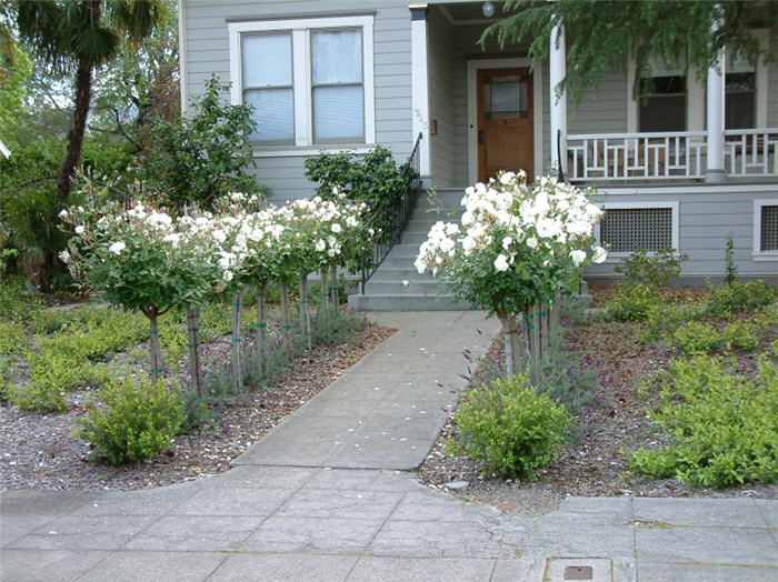 Plant photo of: Rosa Tree varieties