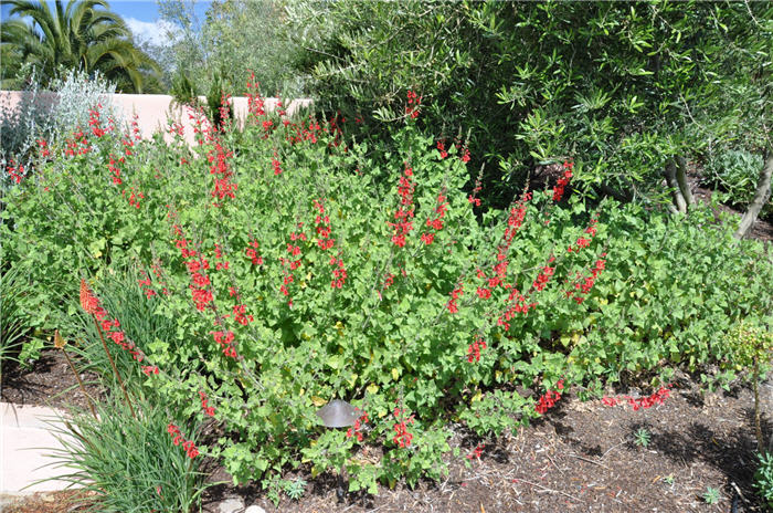 Plant photo of: Salvia greggii 'Red Star'