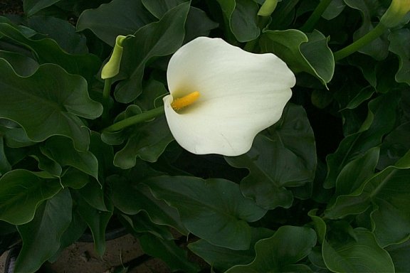 Plant photo of: Zantedeschia aethiopica