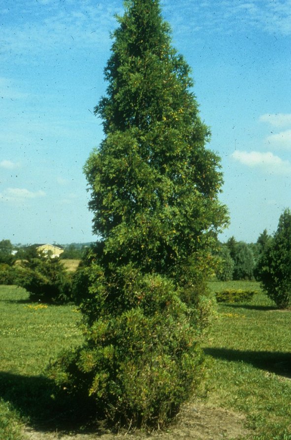 Plant photo of: Thuja occidentalis 'Hetz Wintergreen'