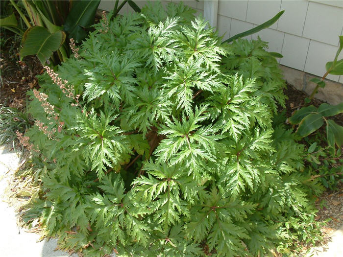 Plant photo of: Geranium maderense