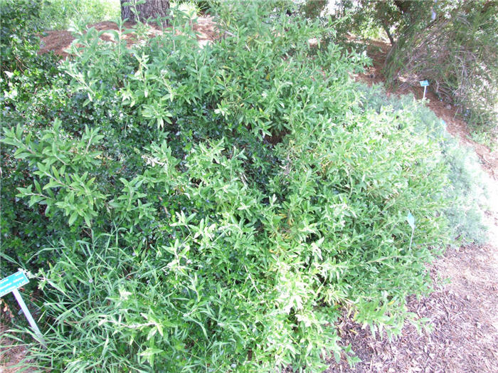 Plant photo of: Salvia mellifera