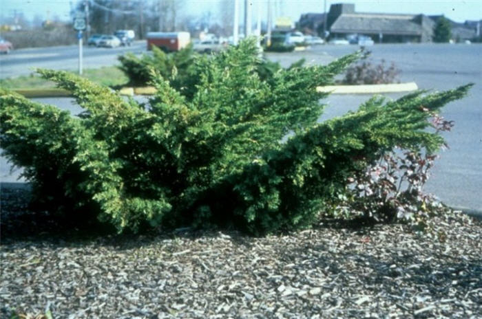 Plant photo of: Juniperus X pfitzeriana