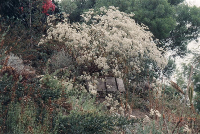 Plant photo of: Eriogonum giganteum
