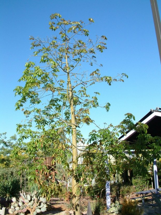 Plant photo of: Ceiba speciosa 'Majestic Beauty