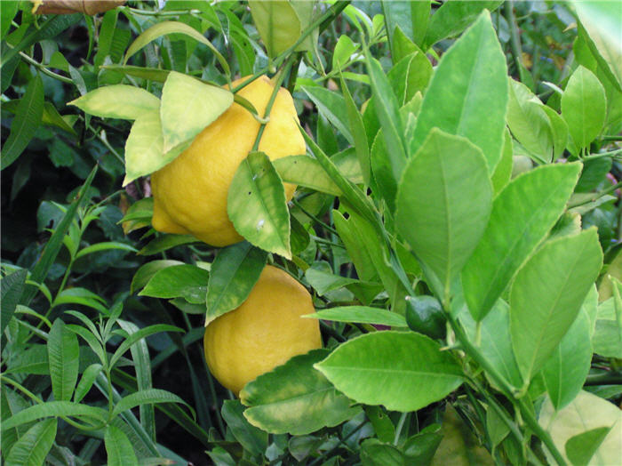 Plant photo of: Citrus X 'Improved Meyer'