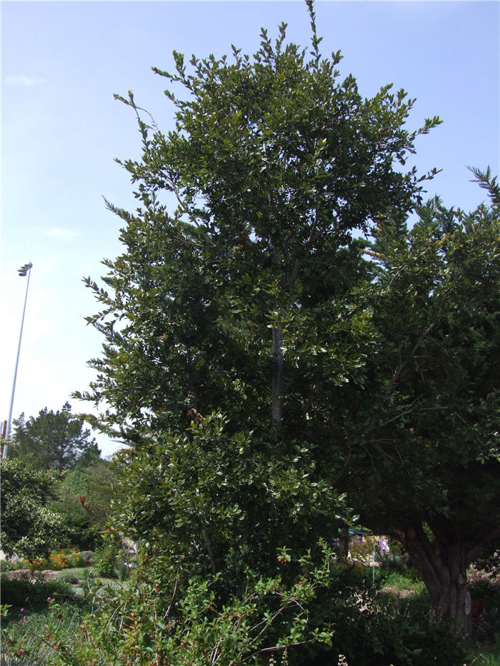 Plant photo of: Quercus tomentella