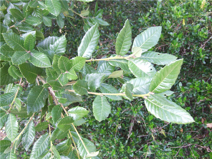 Plant photo of: Quercus tomentella