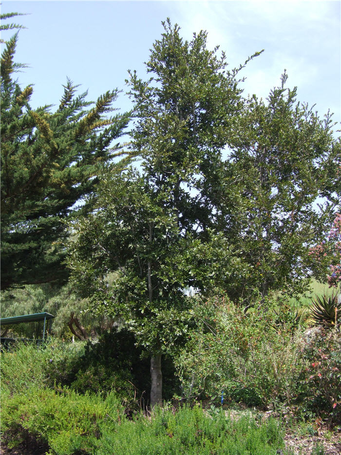Plant photo of: Quercus tomentella