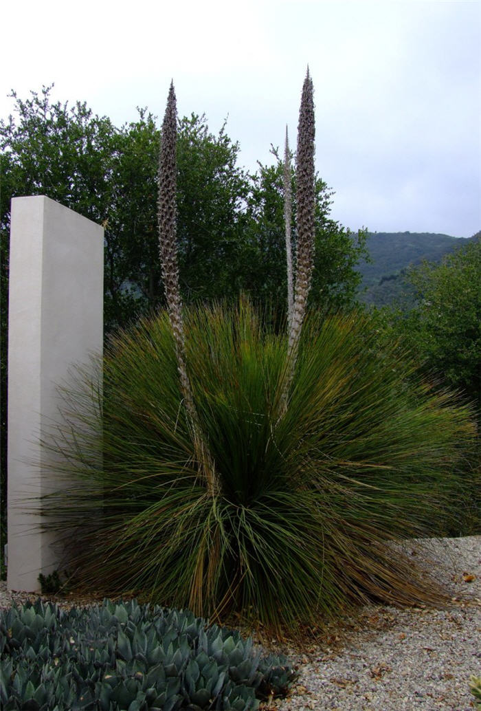 Plant photo of: Xanthorrhoea quadrangulata