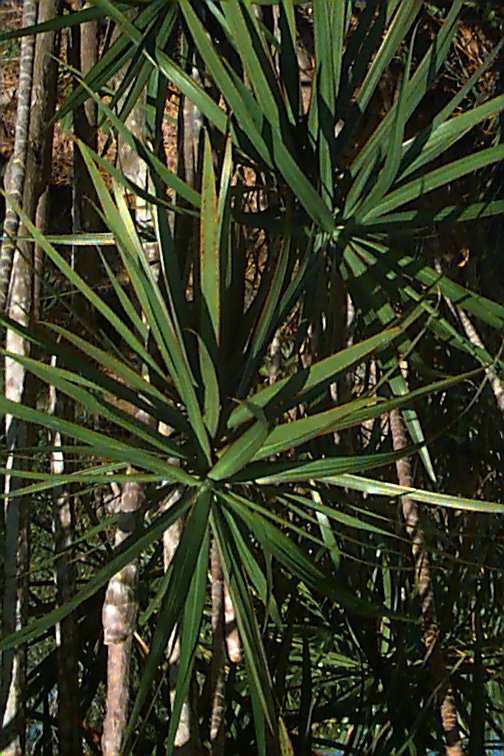 Plant photo of: Dracaena marginata
