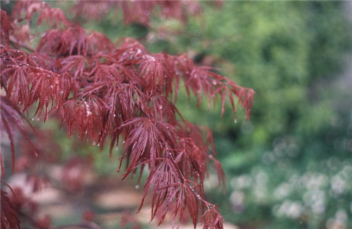 Plant photo of: Acer palmatum 'Crimson Queen'