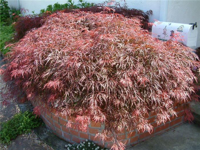 Plant photo of: Acer palmatum 'Ever Red''