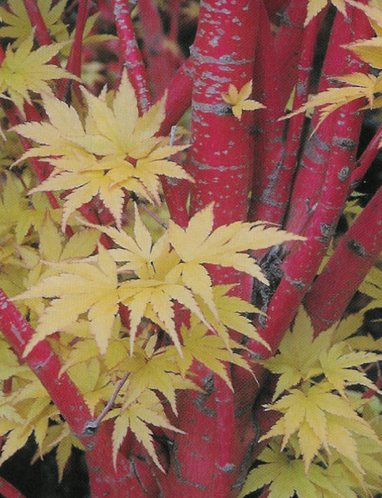 Plant photo of: Acer palmatum 'Sango Kaku'