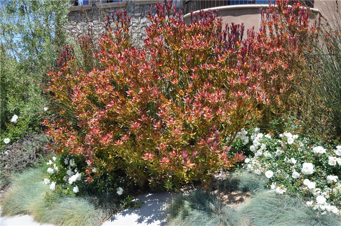 Plant photo of: Protea cultivars