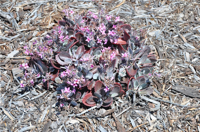 Plant photo of: Kalanchoe pumila