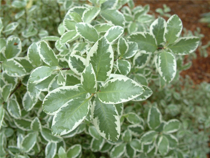 Plant photo of: Pittosporum ten. 'Marjorie Channon'