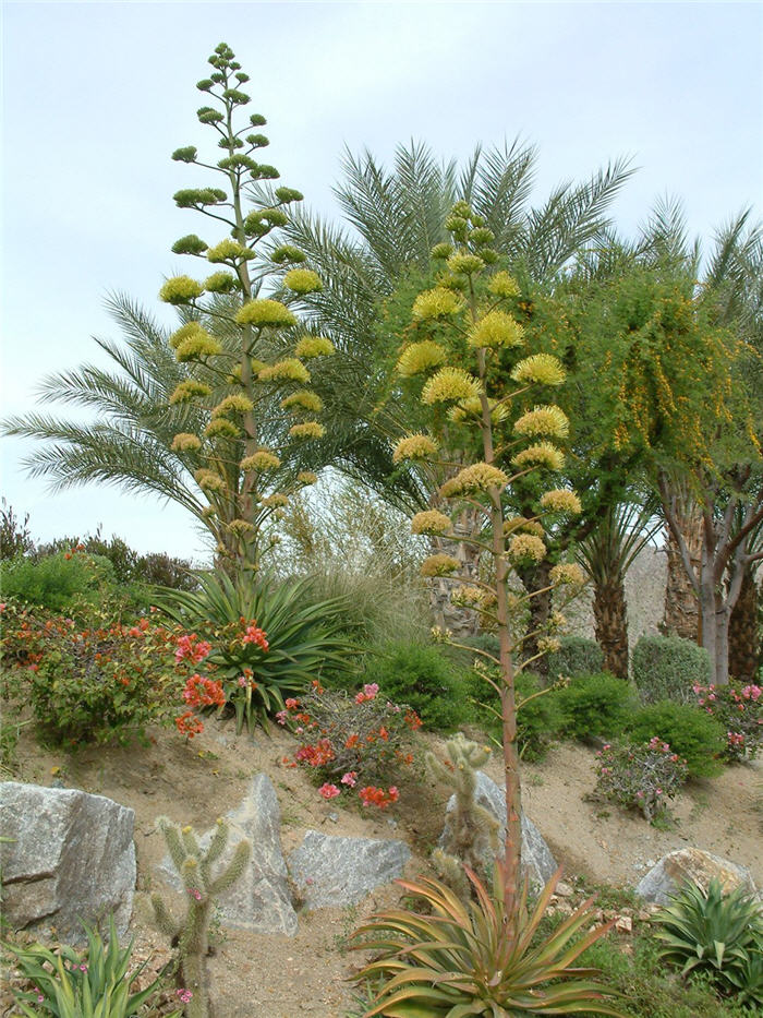 Plant photo of: Agave vilmoriniana