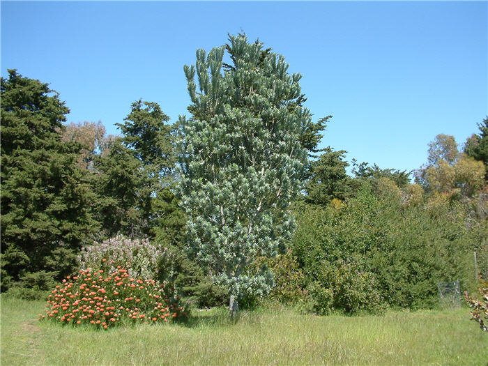 Plant photo of: Leucadendron argenteum