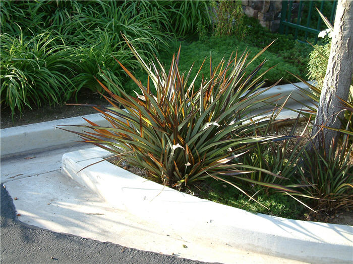 Plant photo of: Phormium cultivars