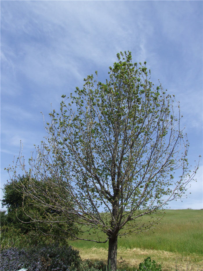 Plant photo of: Quercus frainetto