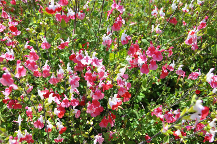 Plant photo of: Salvia greggii 'Bi-color'
