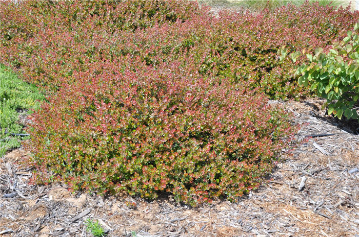 Plant photo of: Carissa macrocarpa 'Ruby Point'