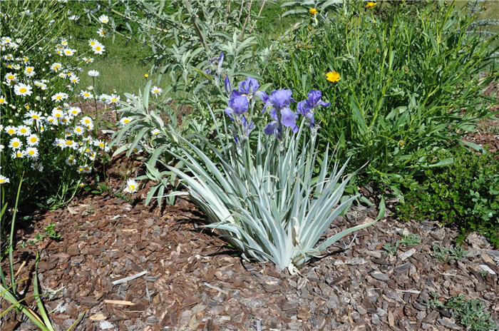 Plant photo of: Iris pallida