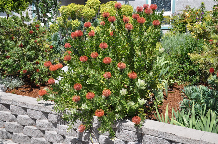 Plant photo of: Leucospermum cordifolium