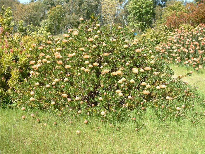 Plant photo of: Leucospermum cordifolium Yellow