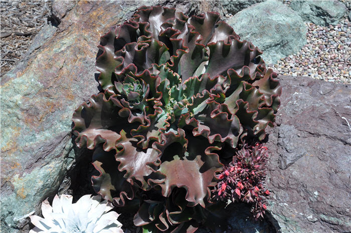 Plant photo of: Echeveria 'Zorro'