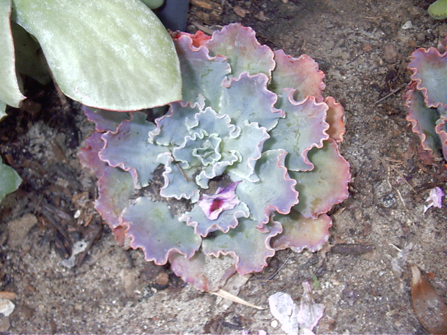 Plant photo of: Echeveria subridgida