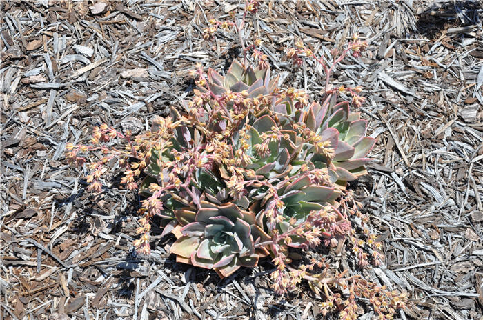 Plant photo of: Graptoveria hybrid