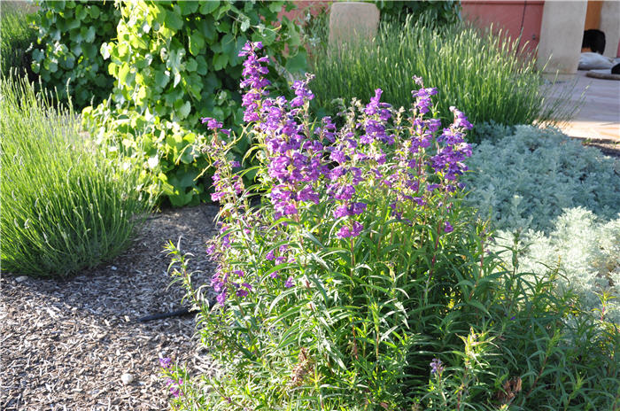 Plant photo of: Penstemon 'Purple'