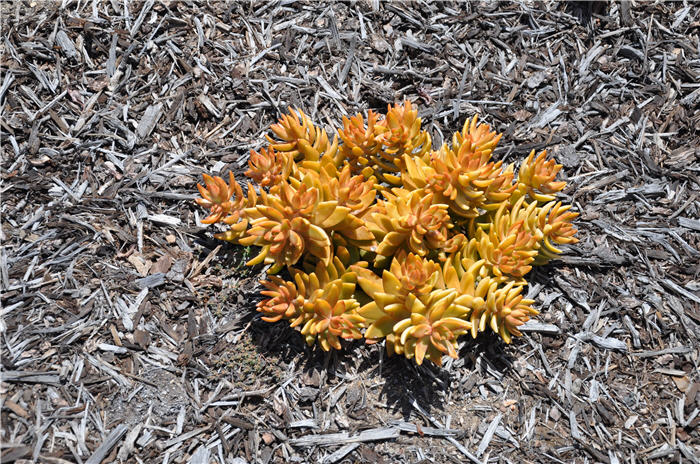Plant photo of: Sedum 'Coppertone'