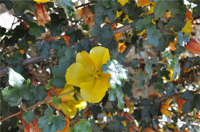 Plant photo of: Fremontodendron californicum